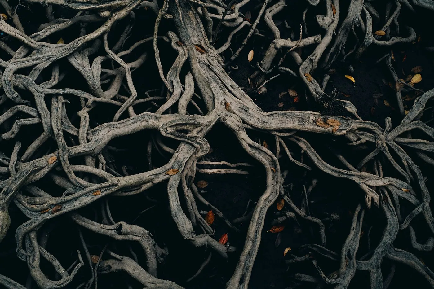 Roots — фото принт - Ко Чанг, Таиланд